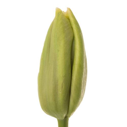 Tulpe Freiland hell rosa arade 35 Gramm