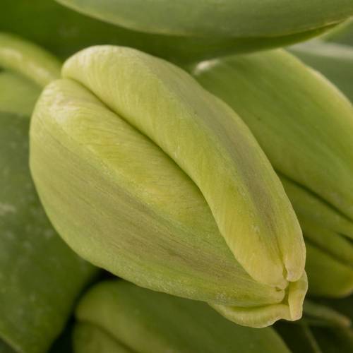 Tulpe Freiland hell rosa arade 35 Gramm