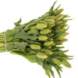 Tulpe Freiland hell rosa arade 35 Gramm