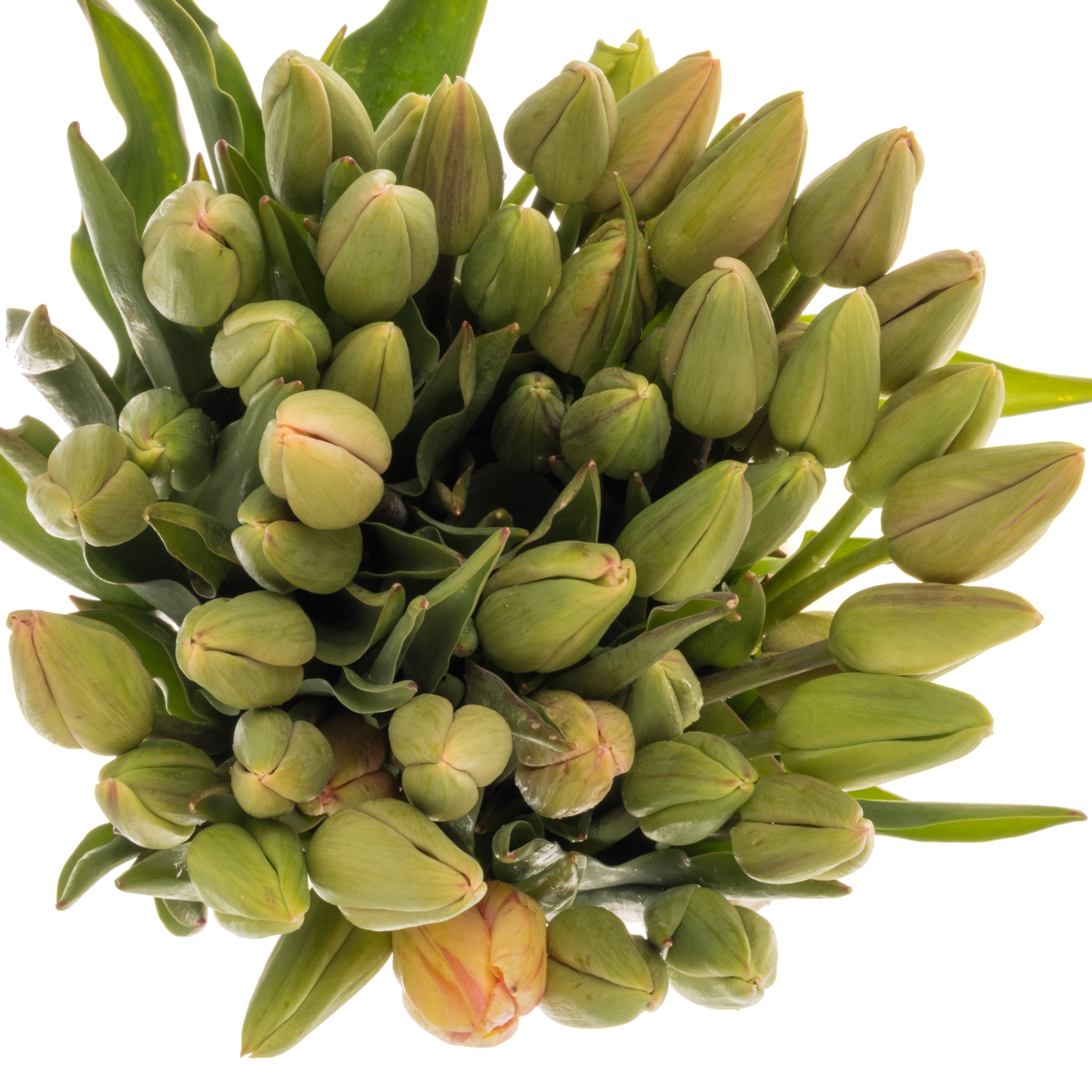 Tulpe Freiland hell rosa arade 26 Gramm