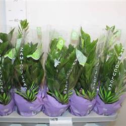 Zamioculcas 4+ Schnapch. Von Uhr T12 H030