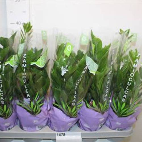 Zamioculcas 4+ Schnapch. Von Uhr T12 H030