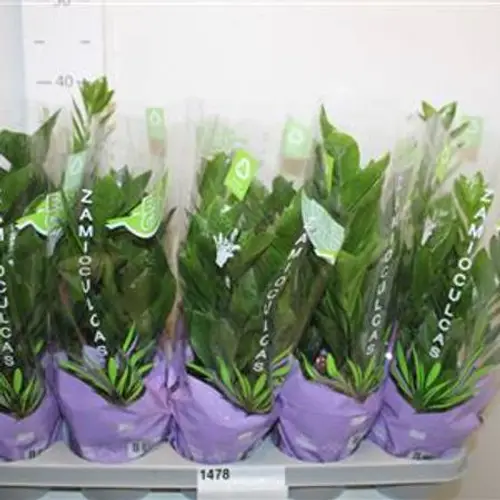 Zamioculcas 4+ Schnapch. Von Uhr T12 H030
