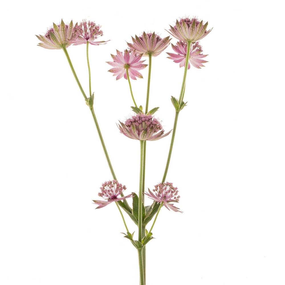 Astrantia dunkel lila Roma 60cm