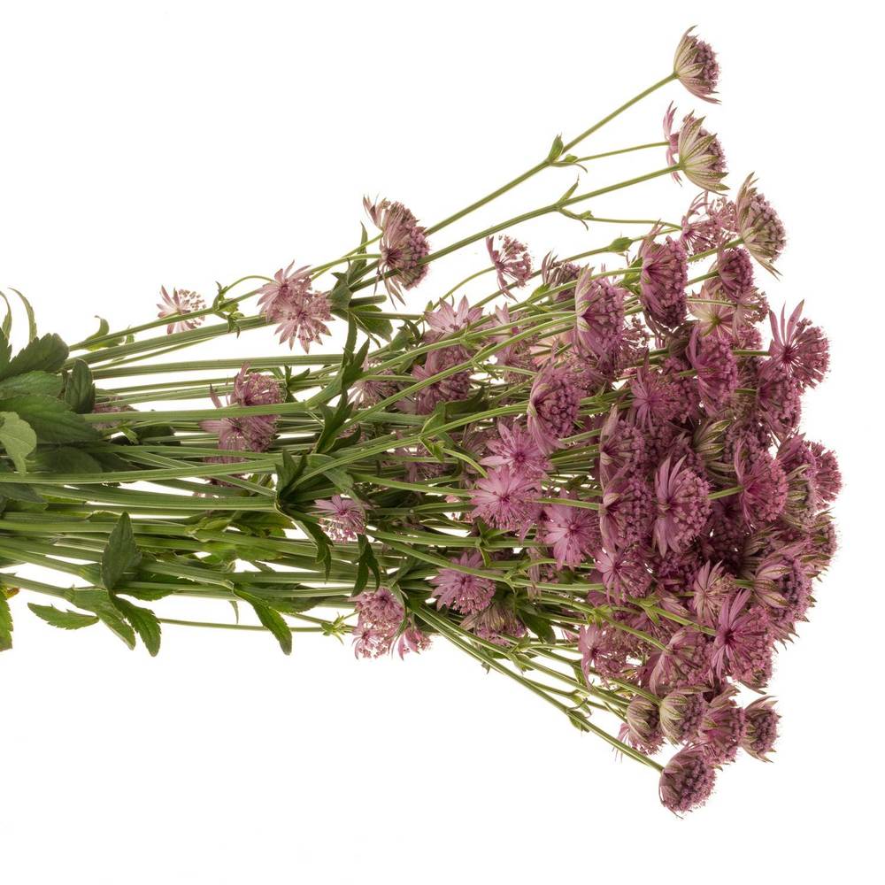 Astrantia dunkel lila Roma 60cm