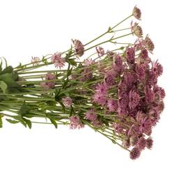 Astrantia dunkel lila Roma 60cm