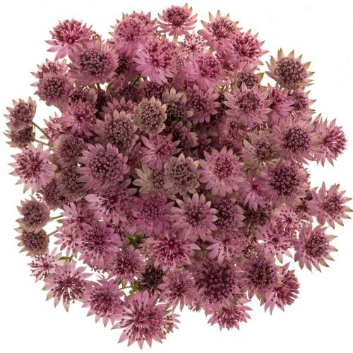 Astrantia dunkel lila Roma 60cm