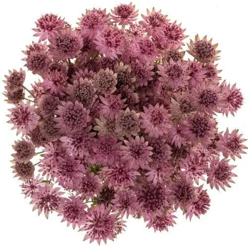 Astrantia dunkel lila Roma 60cm