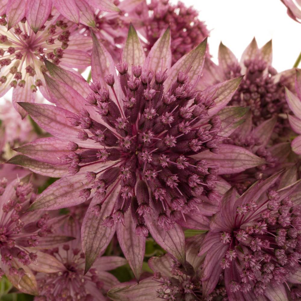 Astrantia dunkel lila Roma 60cm