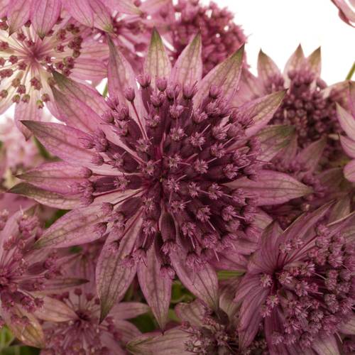 Astrantia dunkel lila Roma 60cm