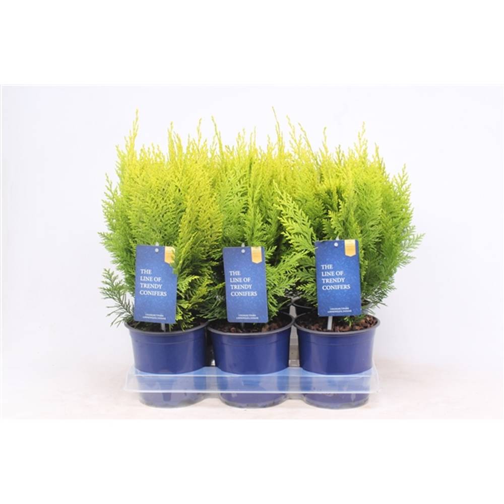 Chamaecyparis Laws. Ivonne T15 H030