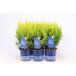 Chamaecyparis Laws. Ivonne T15 H030