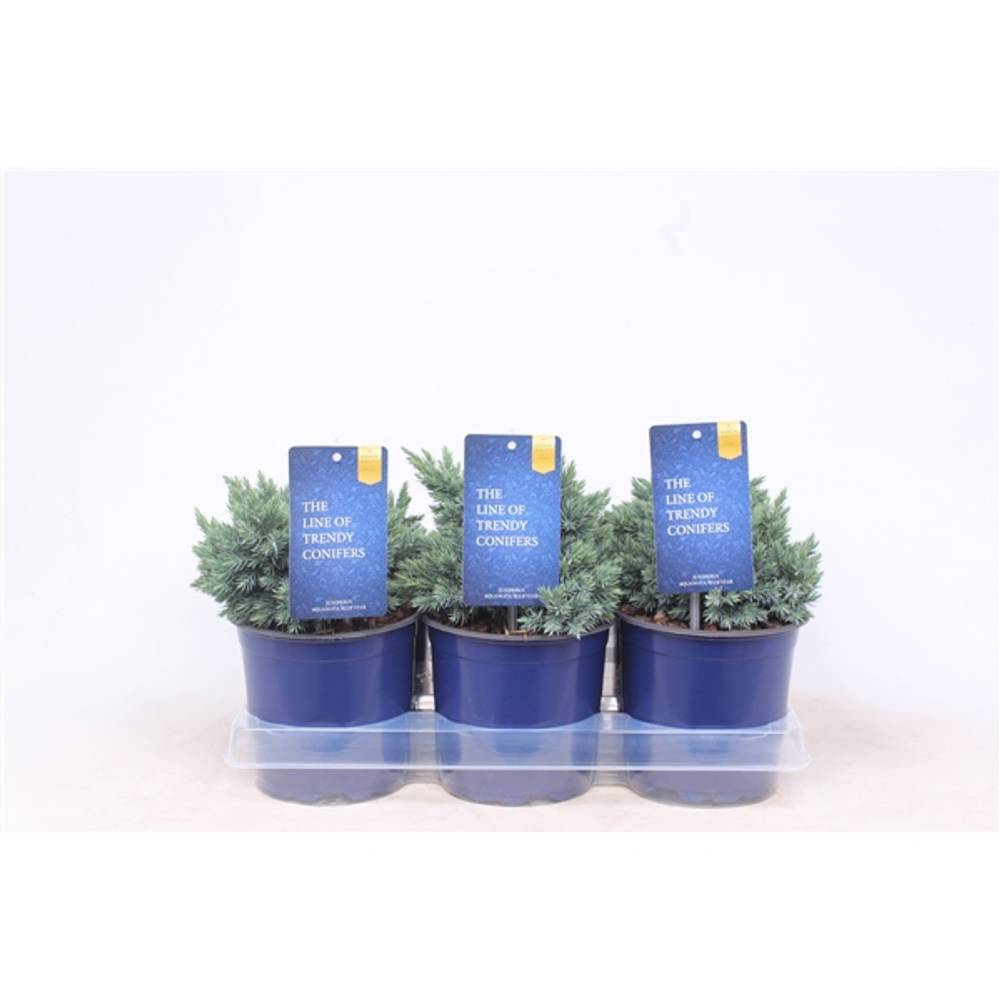 Juniperus Squamata Blue Star T15 H020