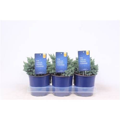 Juniperus Squamata Blue Star T15 H020