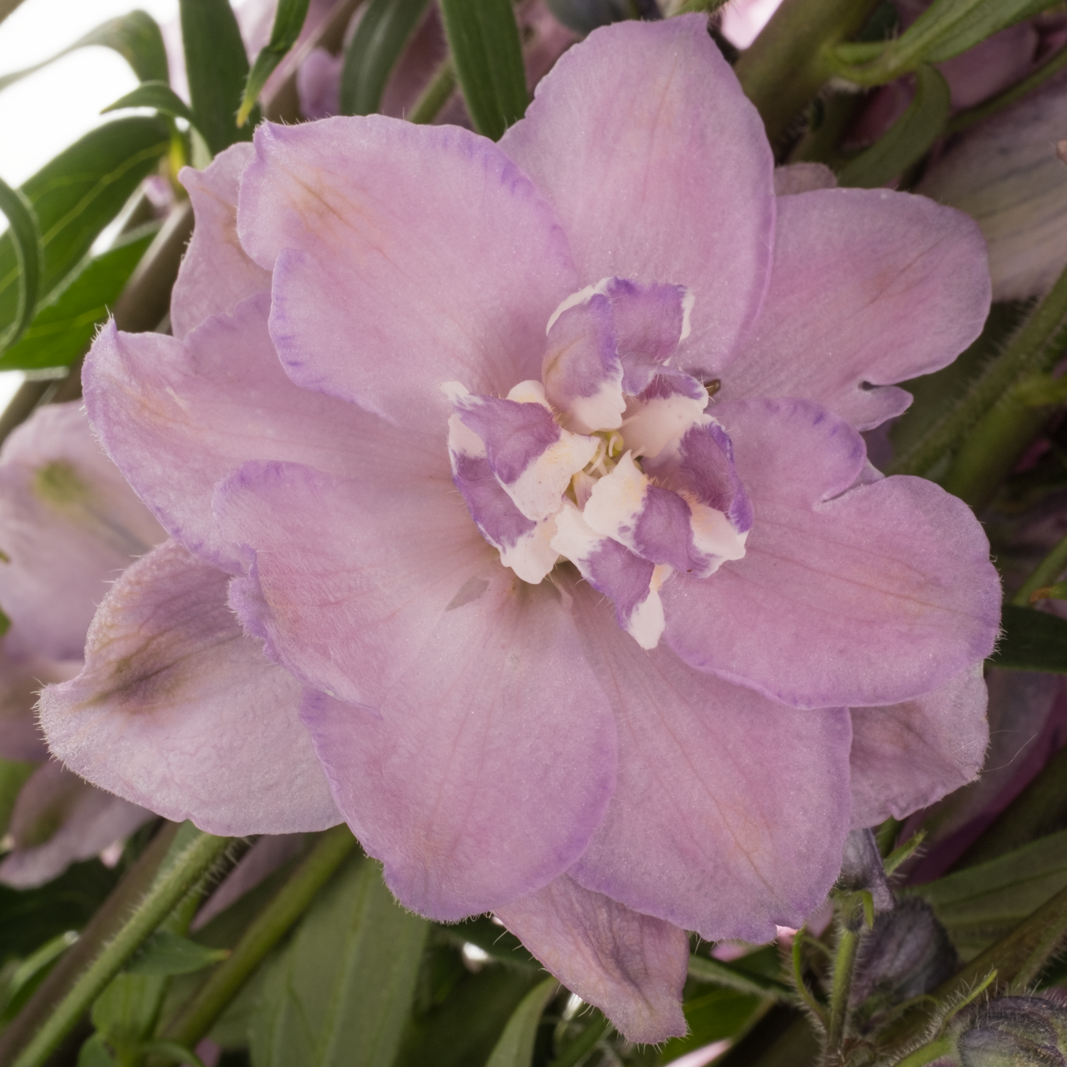 Delphinium lila Melody 90cm