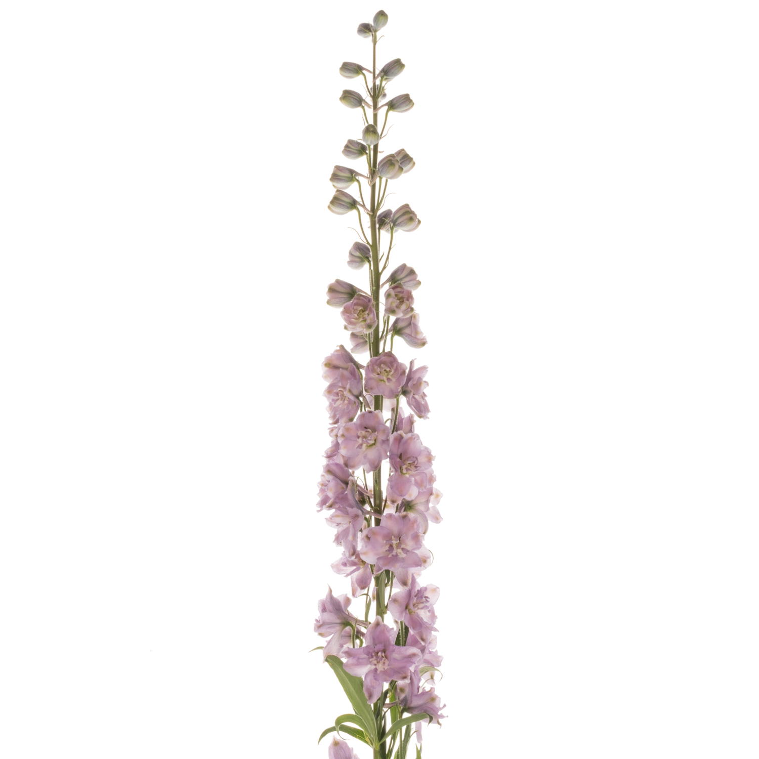 Delphinium lila Melody 90cm