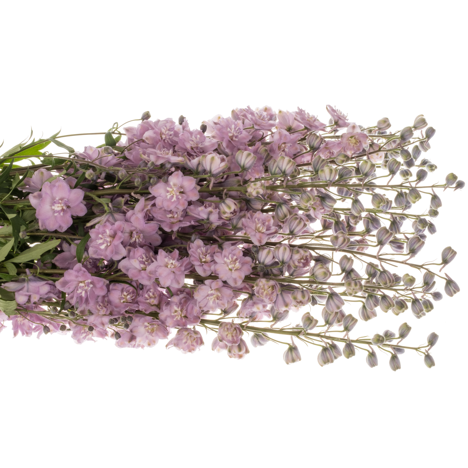 Delphinium lila Melody 90cm