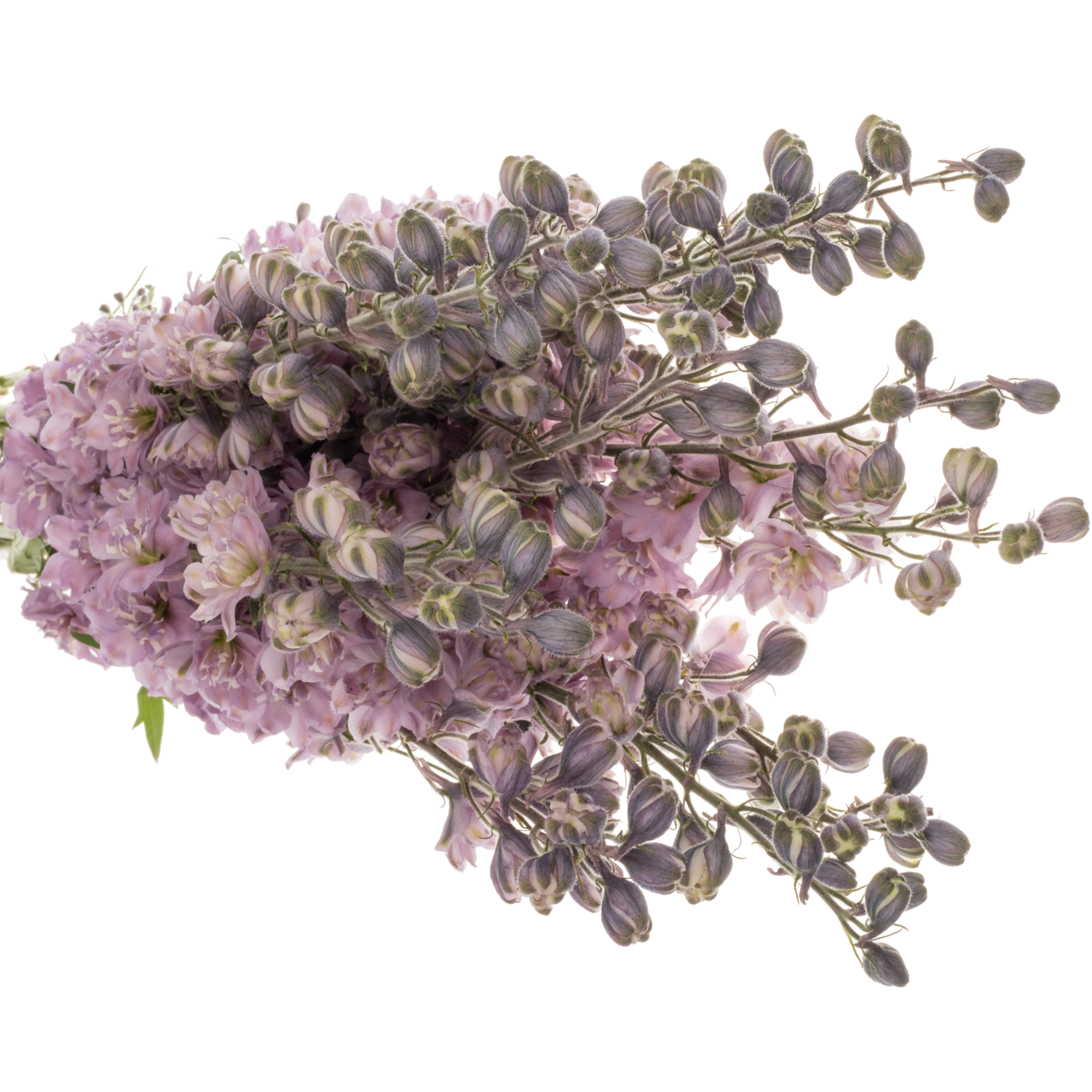 Delphinium lila Melody 90cm