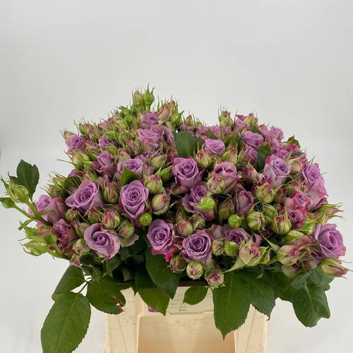 Rose lila verzweigt Armando 95cm