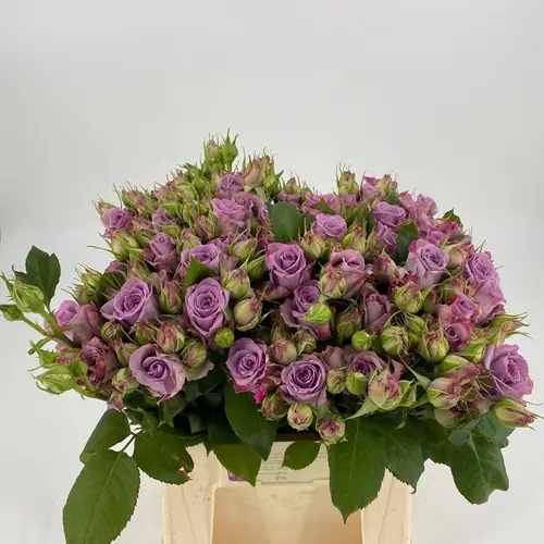 Rose lila verzweigt Armando 95cm