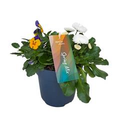 Beetpflanzen mix im Topf T17 H025