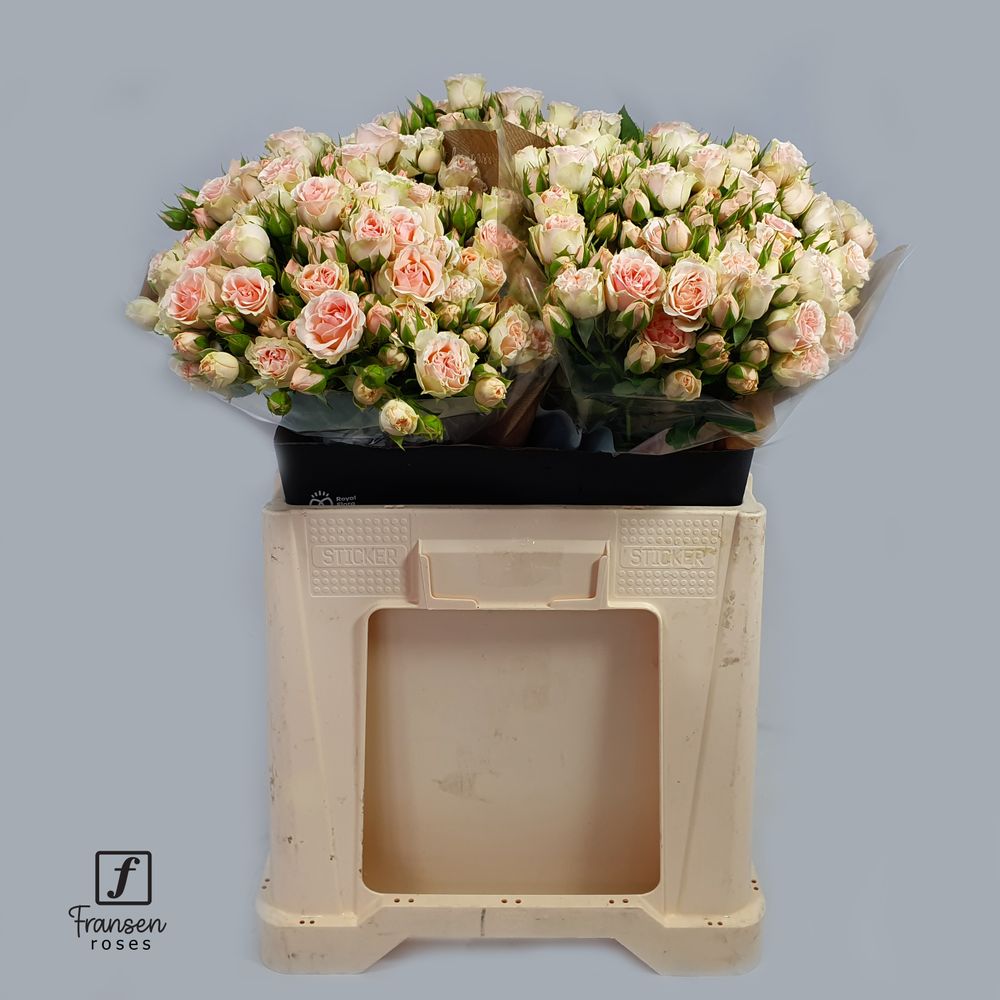 Rose verzweigt rosa Flirting Bubbles 8+Blüte 80cm