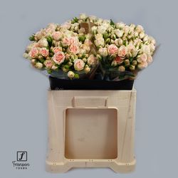 Rose verzweigt rosa Flirting Bubbles 8+Blüte 80cm