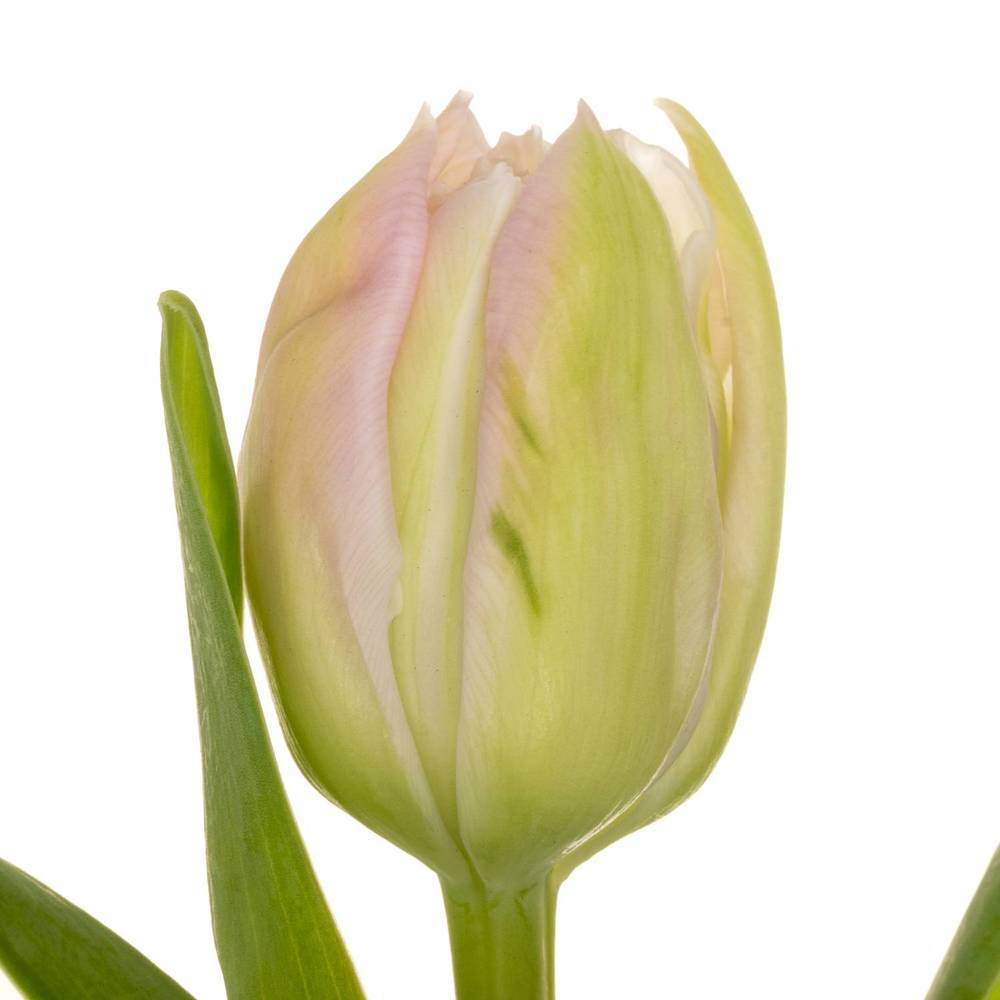 Tulpe rosa doppel Clean Price 44 Gramm