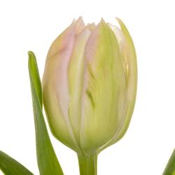 Tulpe rosa doppel Clean Price 44 Gramm