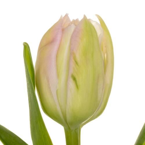 Tulpe rosa doppel Clean Price 44 Gramm