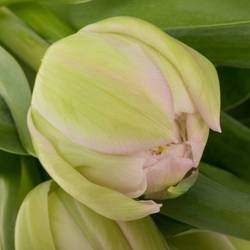 Tulpe rosa doppel Clean Price 44 Gramm