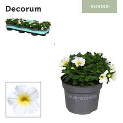 Calibrachoa weiss Bisquit T10,5 H014