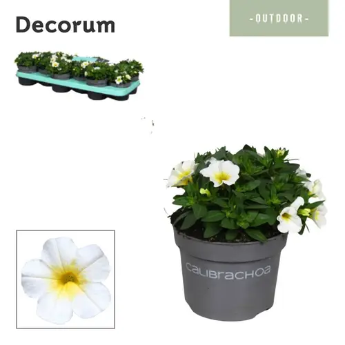 Calibrachoa weiss Bisquit T10,5 H014