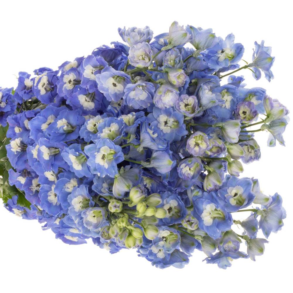 Delphinium blau Aurora 80cm