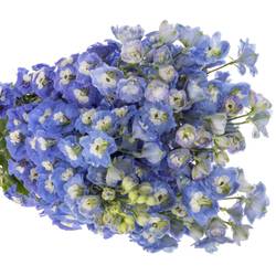 Delphinium blau Aurora 80cm