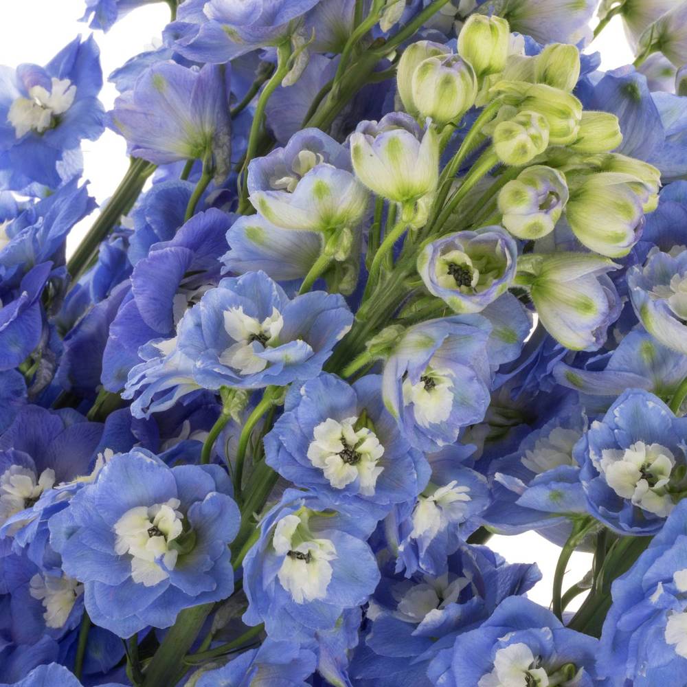 Delphinium blau Aurora 80cm