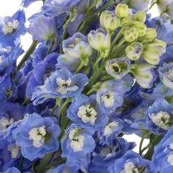 Delphinium blau Aurora 80cm
