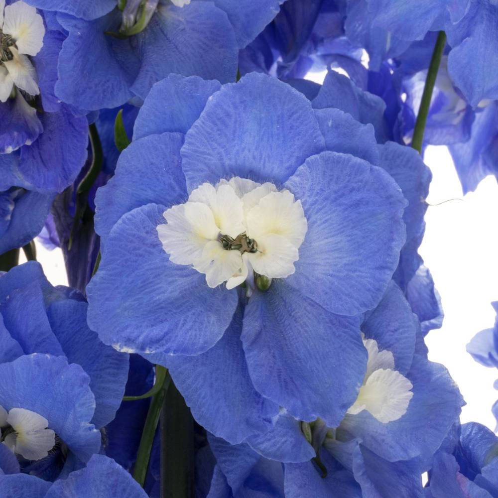 Delphinium blau Aurora 80cm