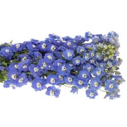 Delphinium blau Aurora 80cm