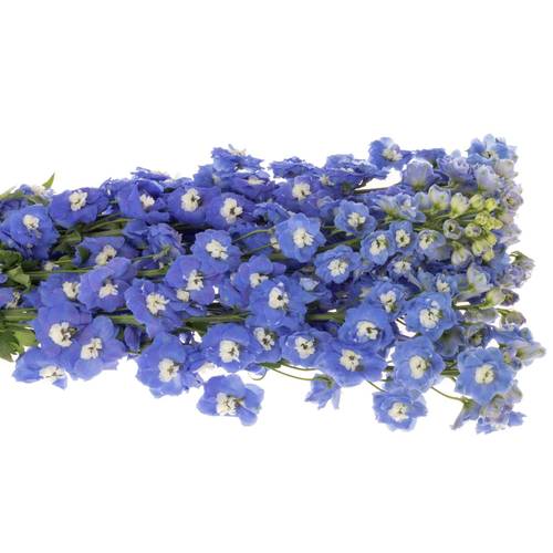 Delphinium blau Aurora 80cm