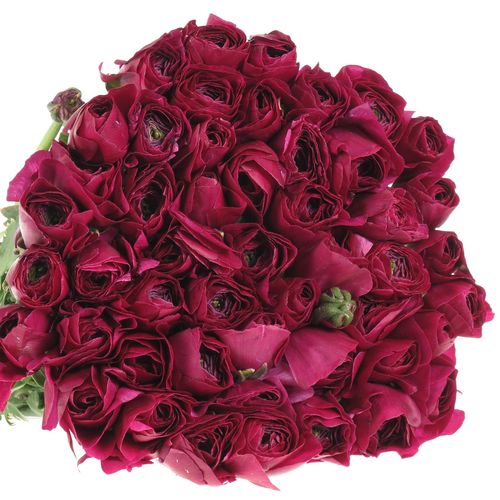 Ranunkel lila Cloni Sherry A1 40cm