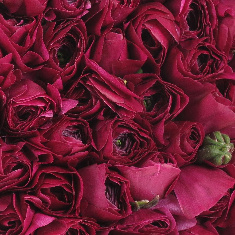 Ranunkel lila Cloni Sherry A1 40cm