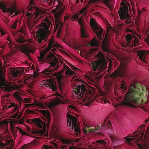 Ranunkel lila Cloni Sherry A1 40cm