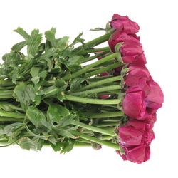 Ranunkel lila Cloni Sherry A1 40cm