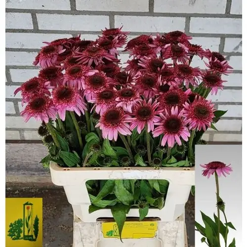 Rudbeccia dunkelrosa 60cm