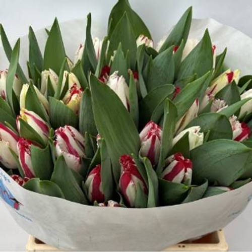 Tulpe rot/weiss Happy Clown CoasTulip  44 Gramm