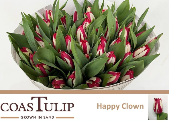 Tulpe rot/weiss Happy Clown CoasTulip  44 Gramm