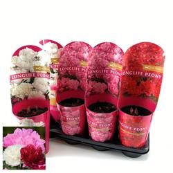 Paeonia mix Longlife T14 H055
