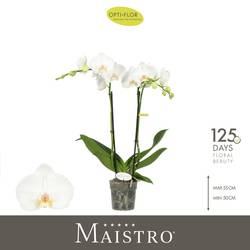 Phal.2-R weiss Mozart T12 H050