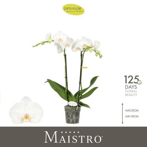 Phal.2-R weiss Mozart T12 H050
